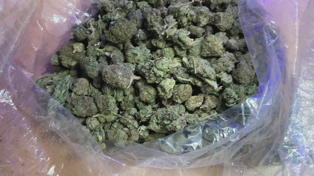 Warheads Pre-Roll
