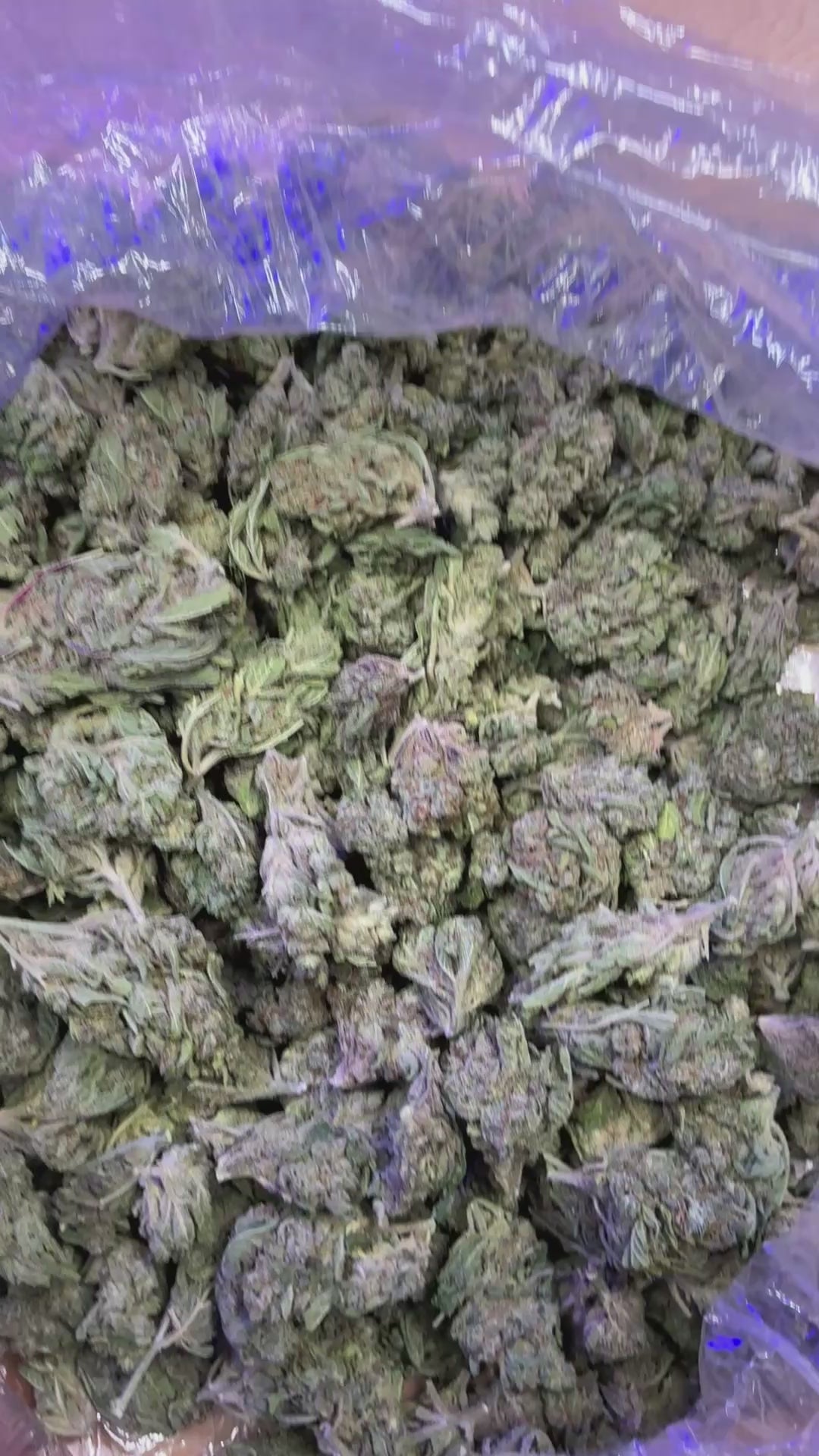 Star Dog 28g